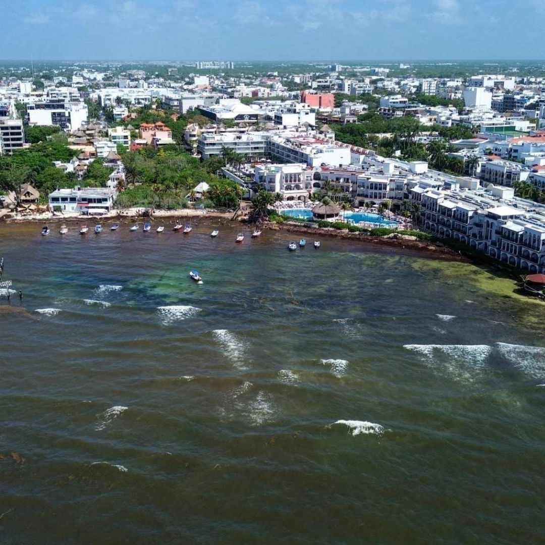 Sargazo en Quintana Roo, qué es