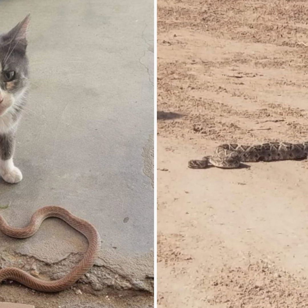 Víboras Buscan Resguardarse del Calor y Aparecen Dentro de Casas en Mexicali