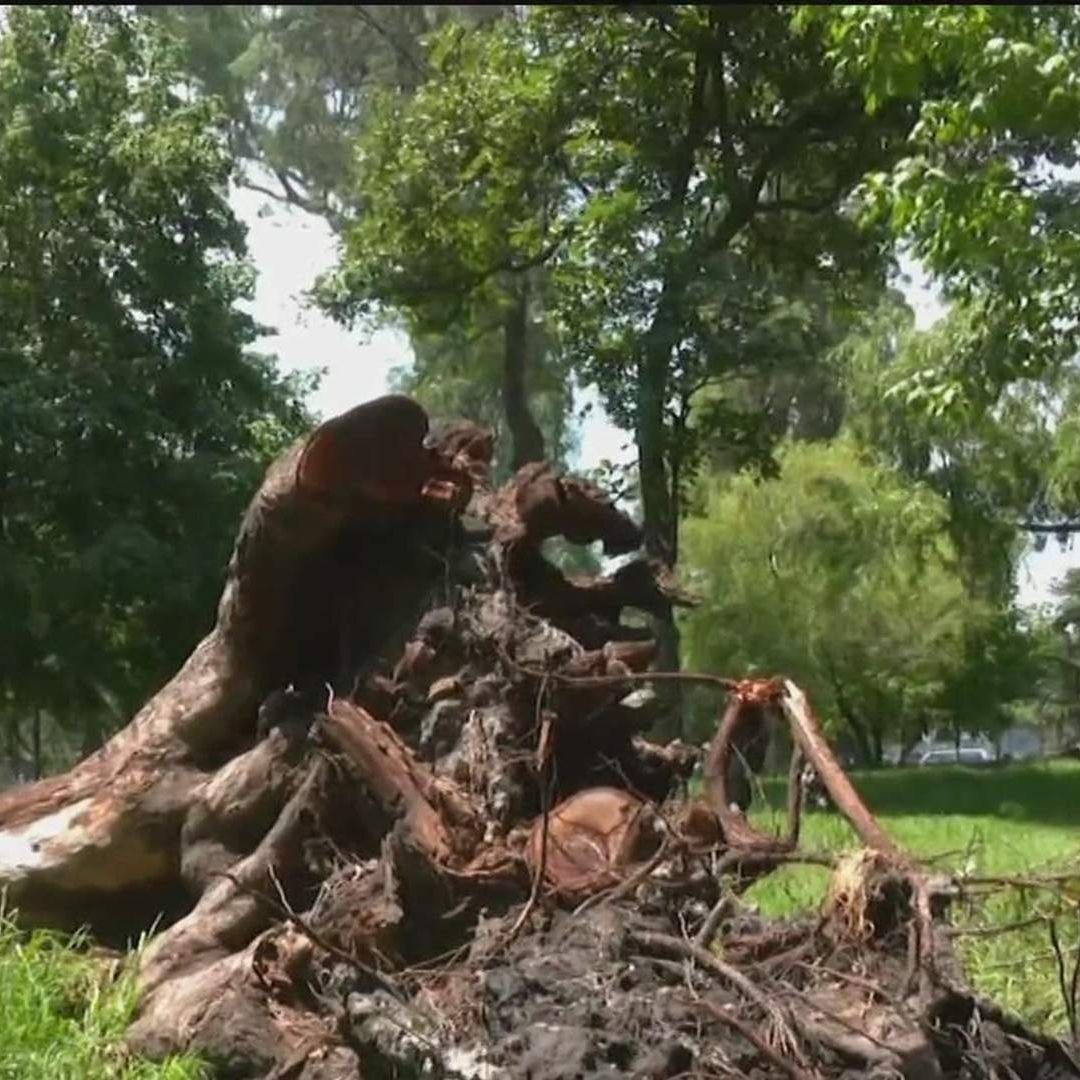 El Bosque Nativitas está en abandono
