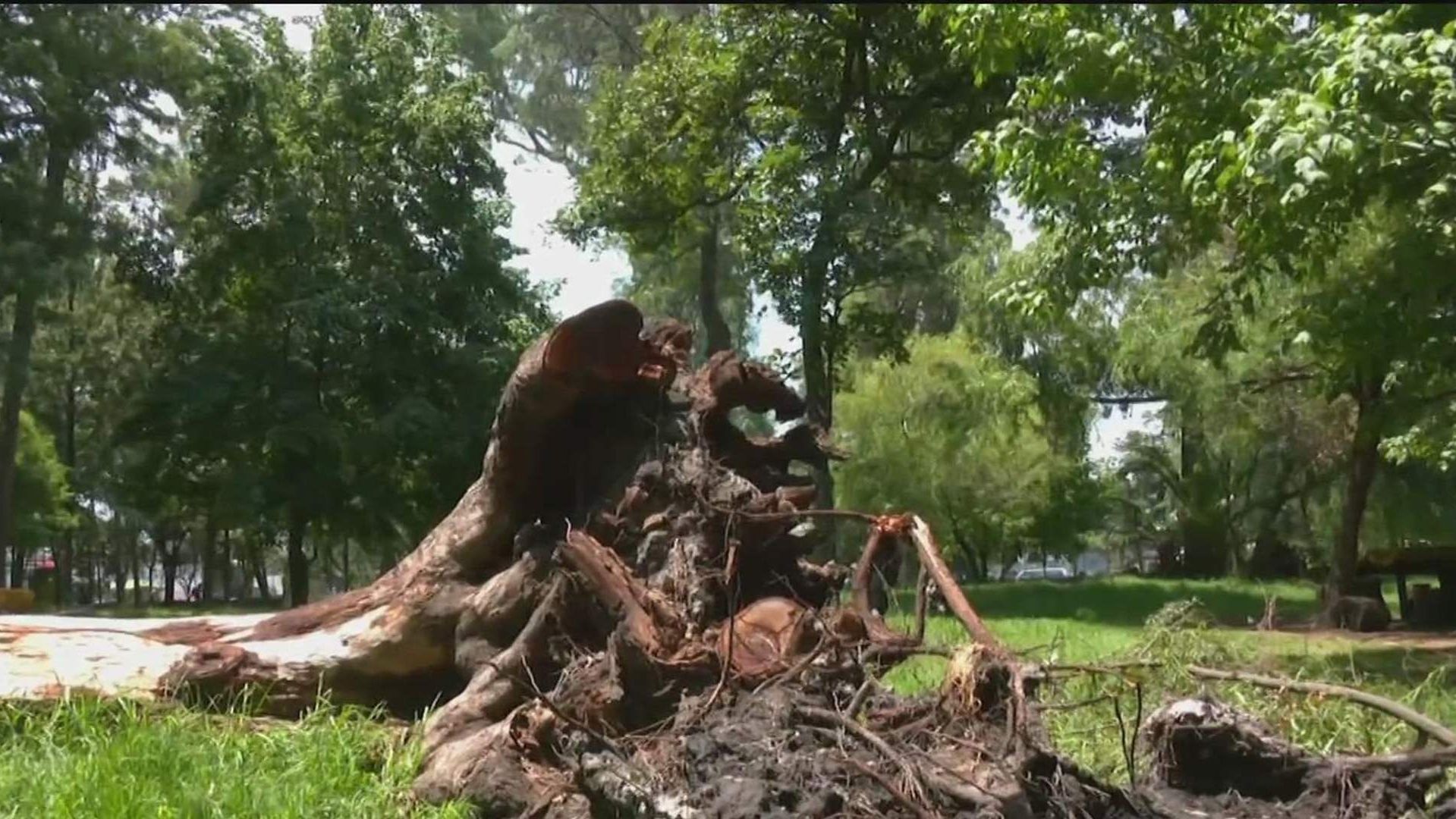 El Bosque Nativitas está en abandono