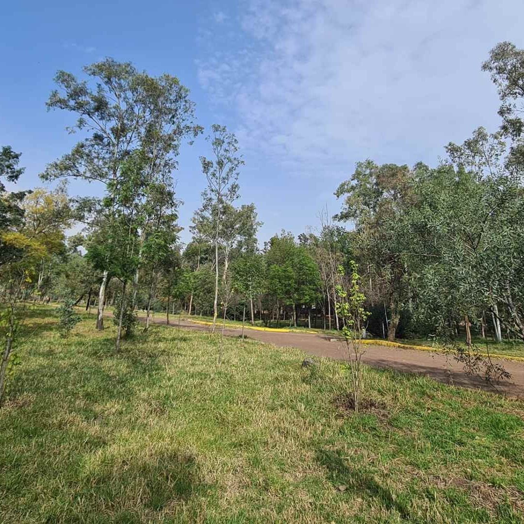 Bosque de Nativitas, uno de los Pulmones de la CDMX Se Encuentra en el Abandono