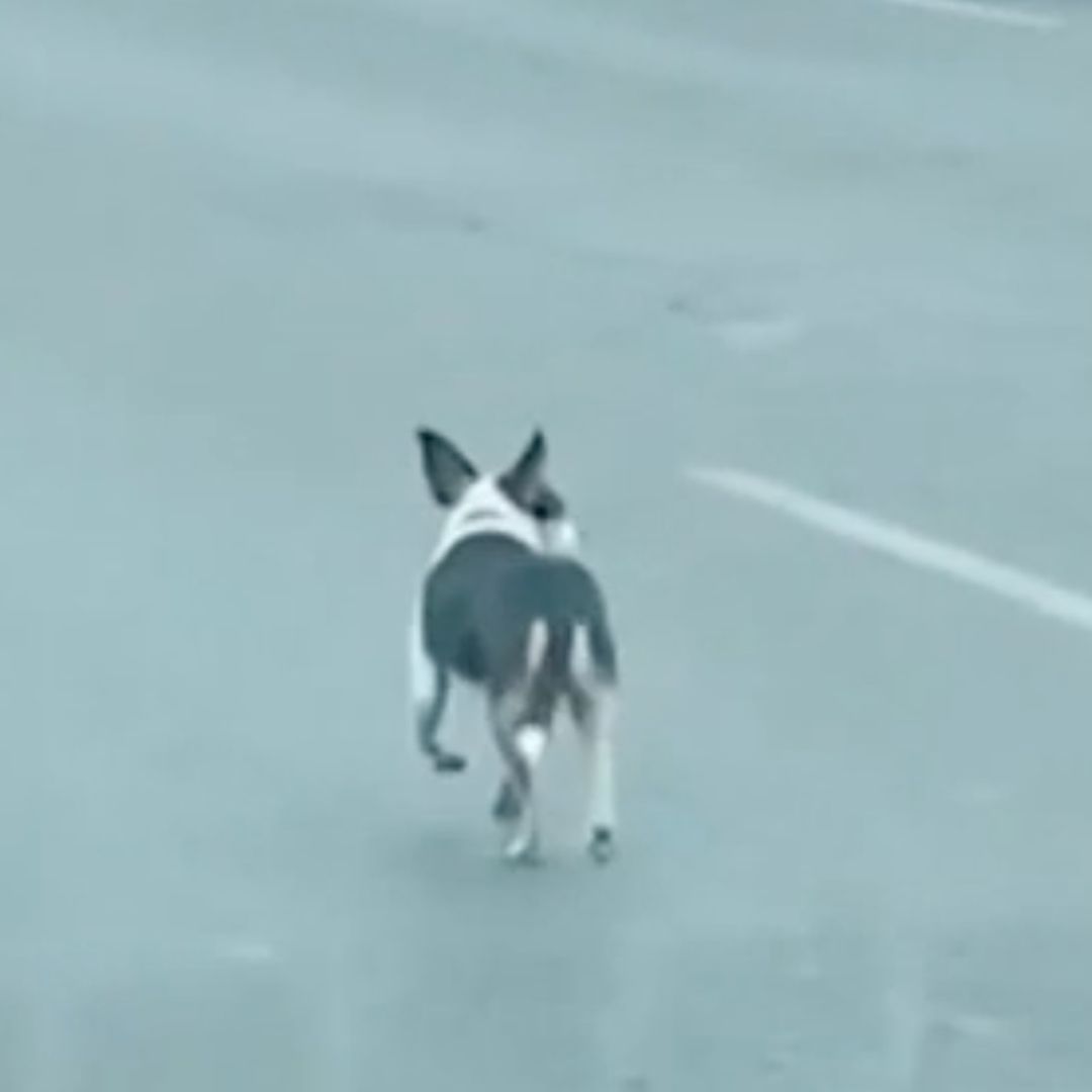Buscan Al Perrito Spike en Apodaca, NL