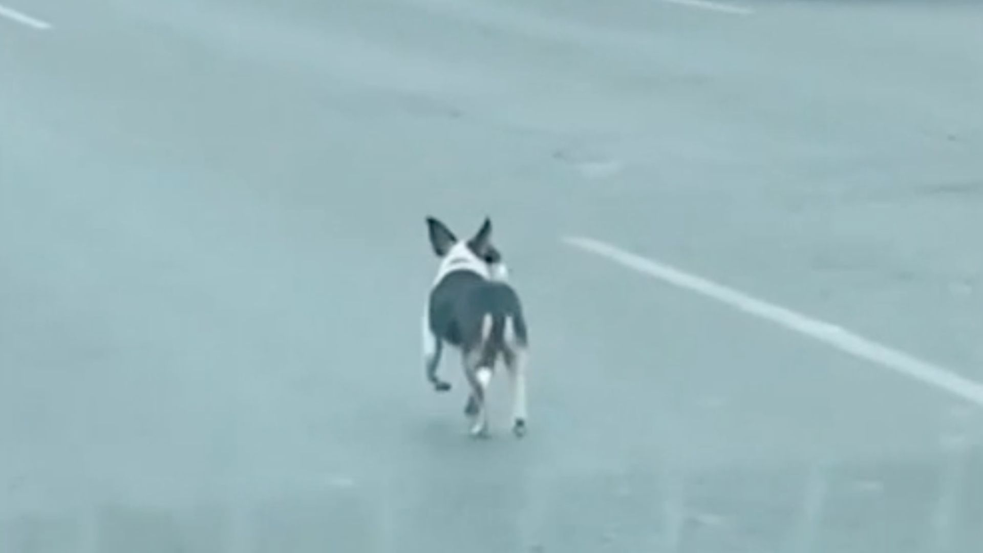 Buscan Al Perrito Spike en Apodaca, NL