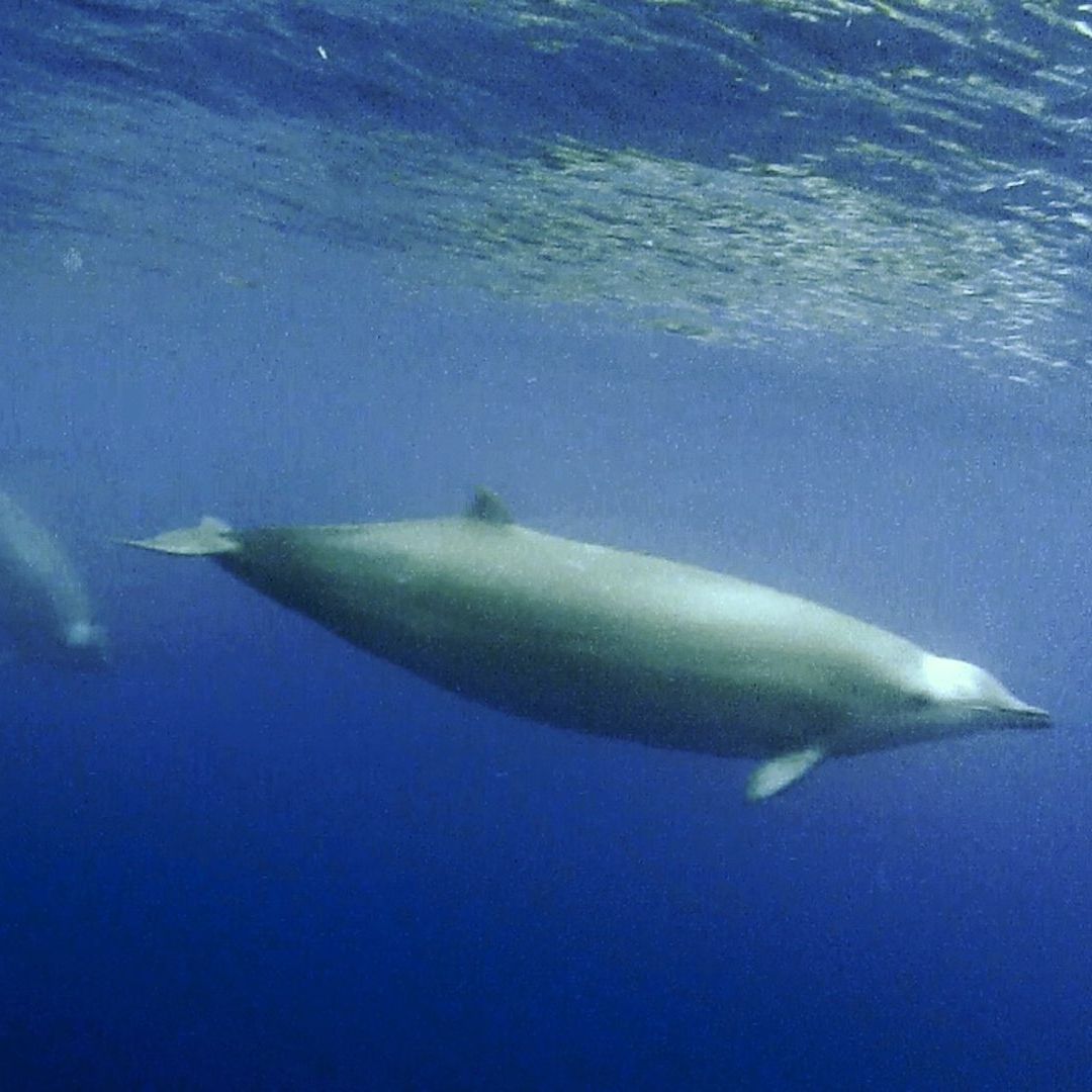 Nueva especie de ballena zifio hallada en Oceanía