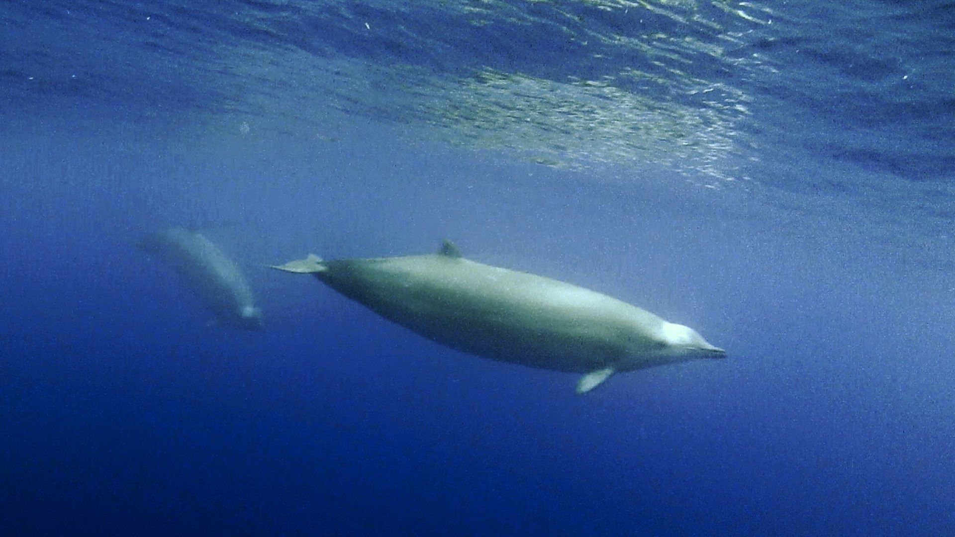 Nueva especie de ballena zifio hallada en Oceanía