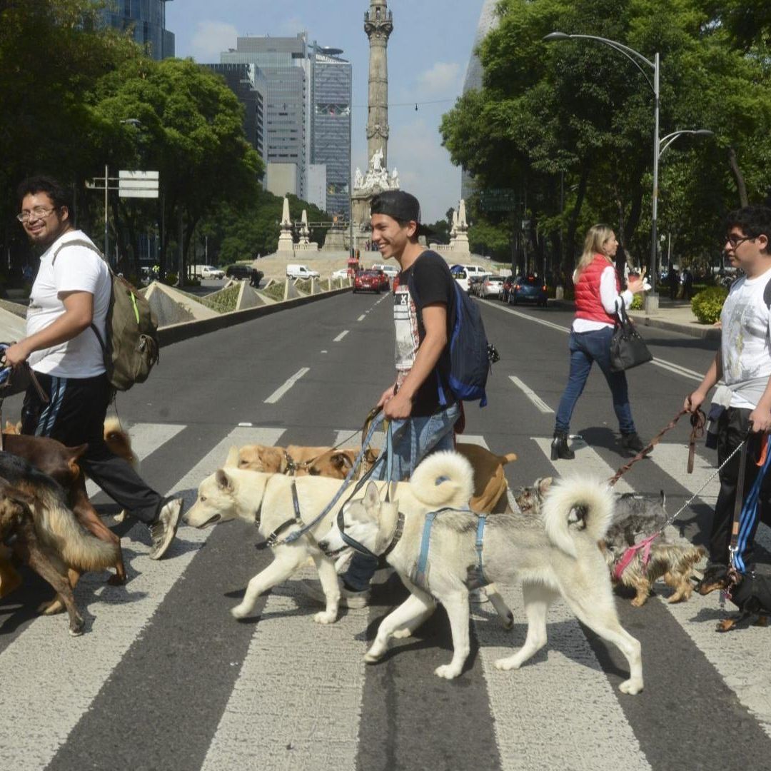 Sedema Crea Padrón de Paseadores de Perros en CDMX