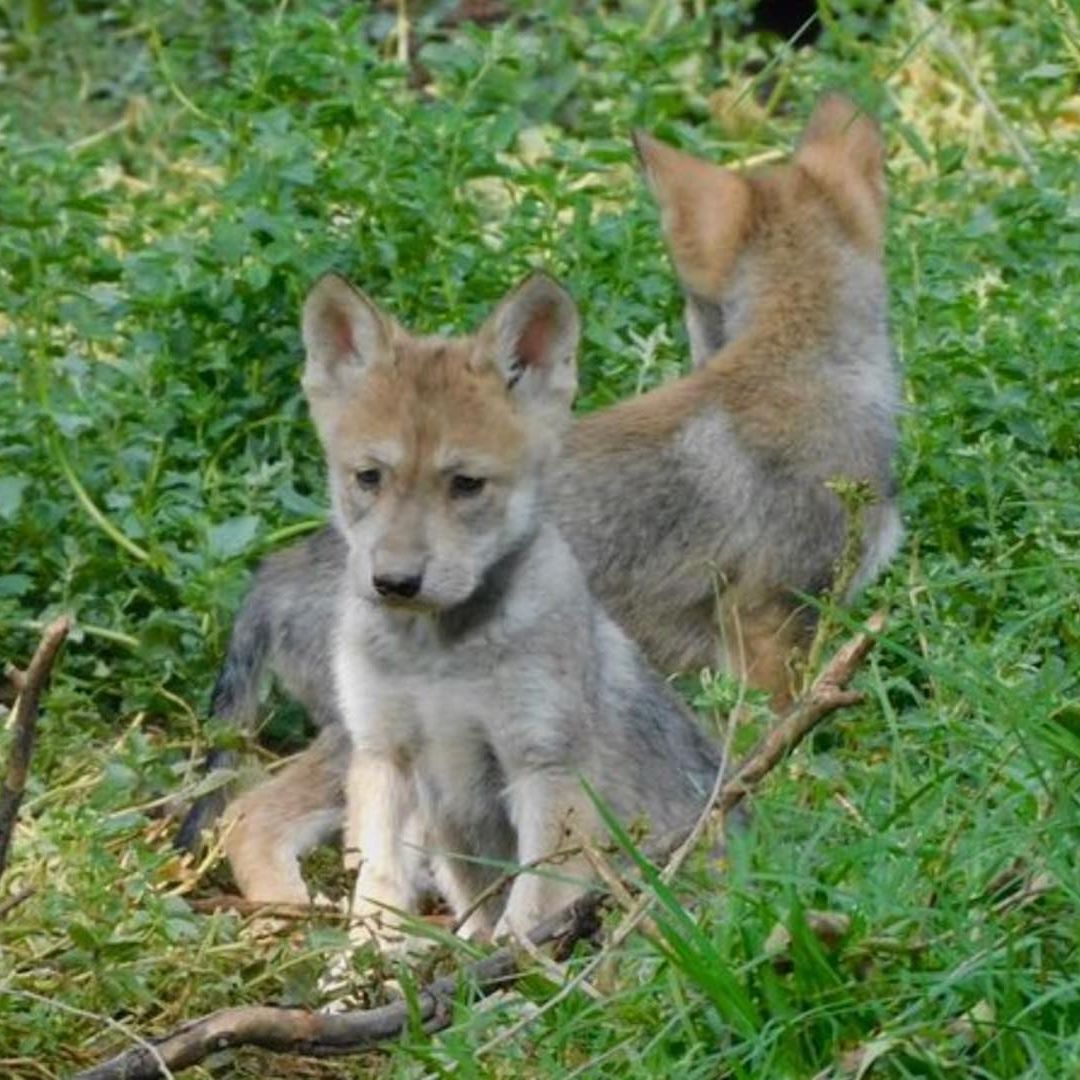 Nacen cuatro lobos en Zoológico de San Juan de Aragón en CDMX