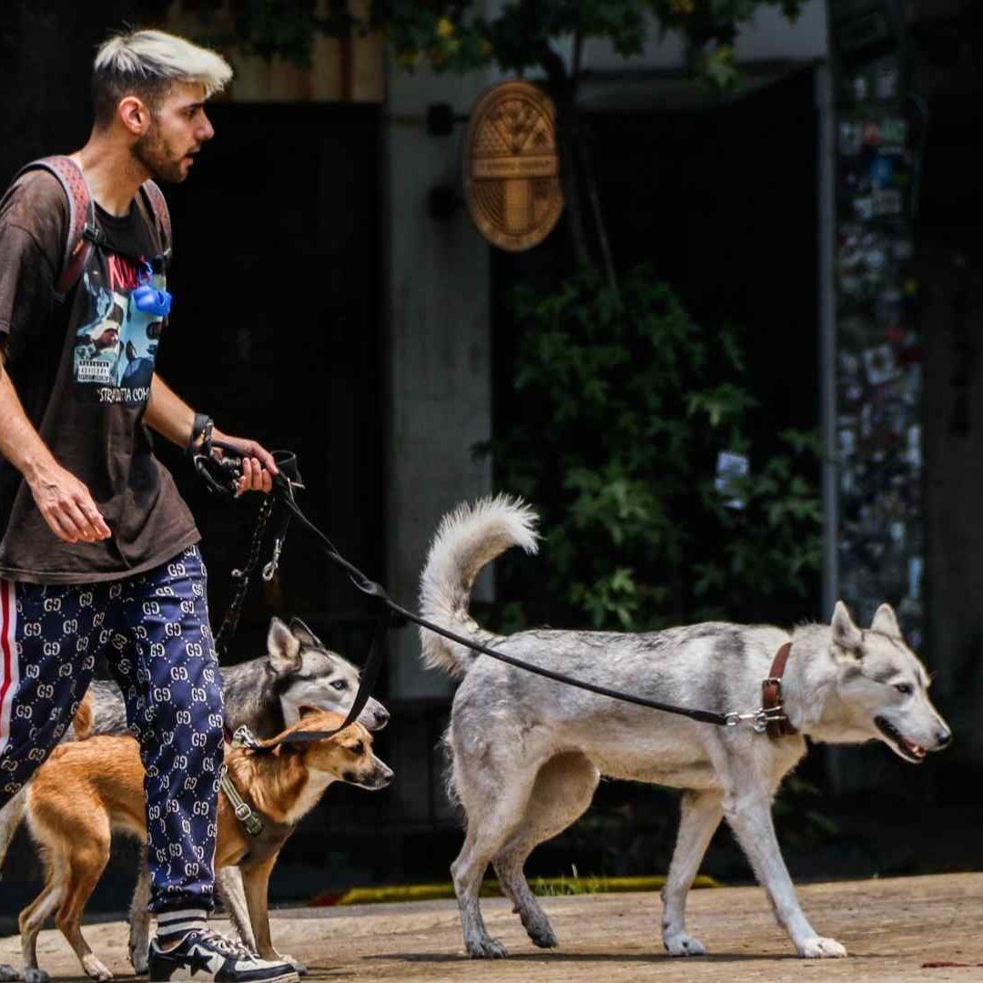 Roban a perros para reproducir, revender y usarlos en peleas