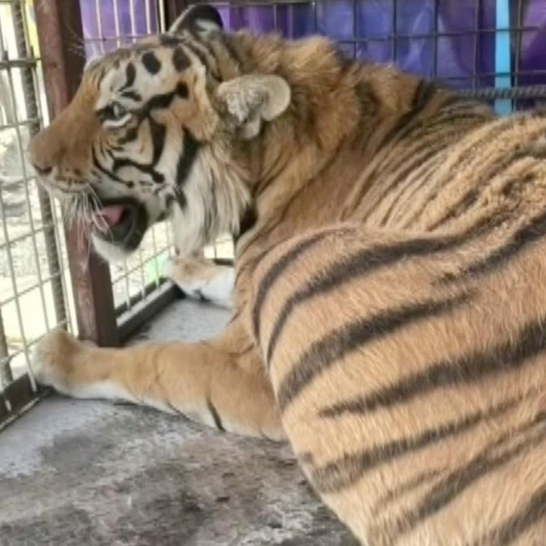 Aseguran a un Tigre en Malas Condiciones en Yonke de Ciudad Juárez