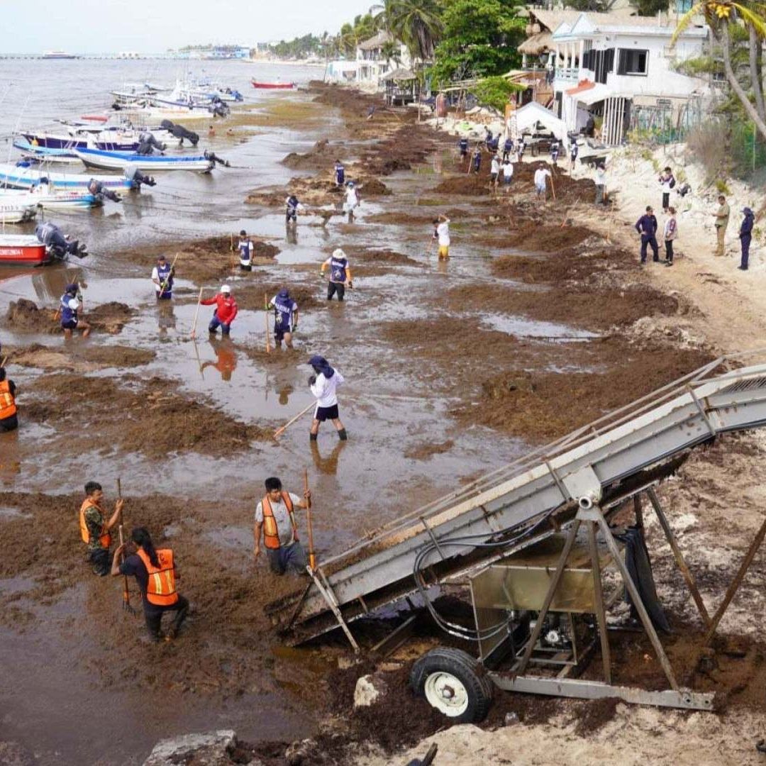 Alertan Que Trabajadores de Limpieza de Sargazo Ponen en Peligro Su Salud