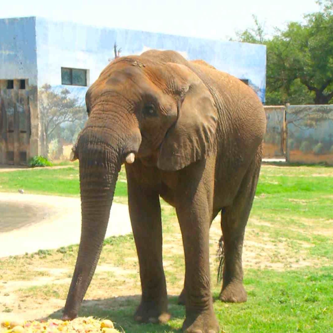 Celebran a Elefante 'Monty' por sus 18 Años