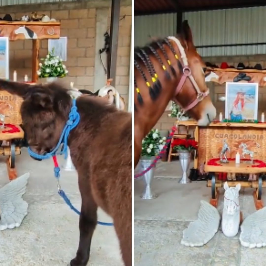 Caballos y Burros de Elena Larrea le Hacen Homenaje por su Cumpleaños en Cuacolandia