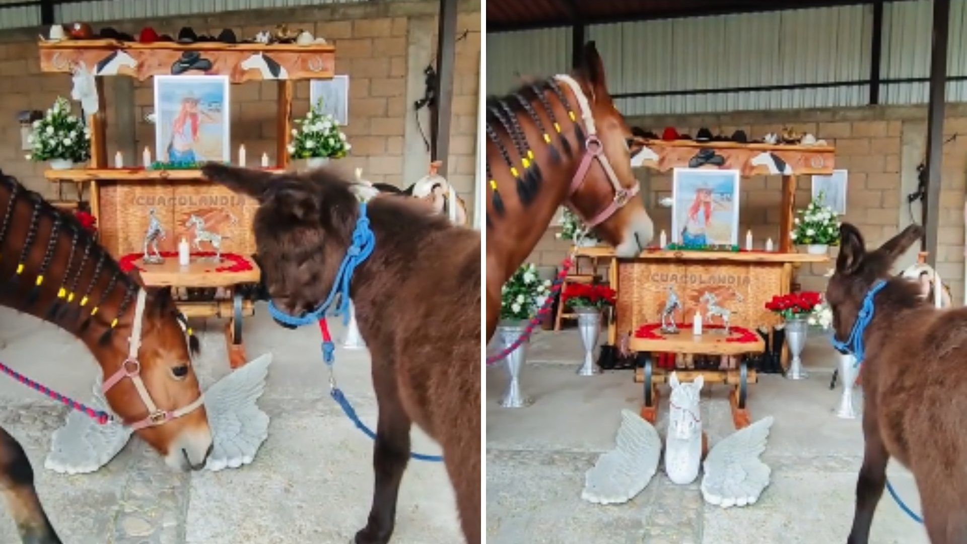 Caballos y Burros de Elena Larrea le Hacen Homenaje por su Cumpleaños en Cuacolandia