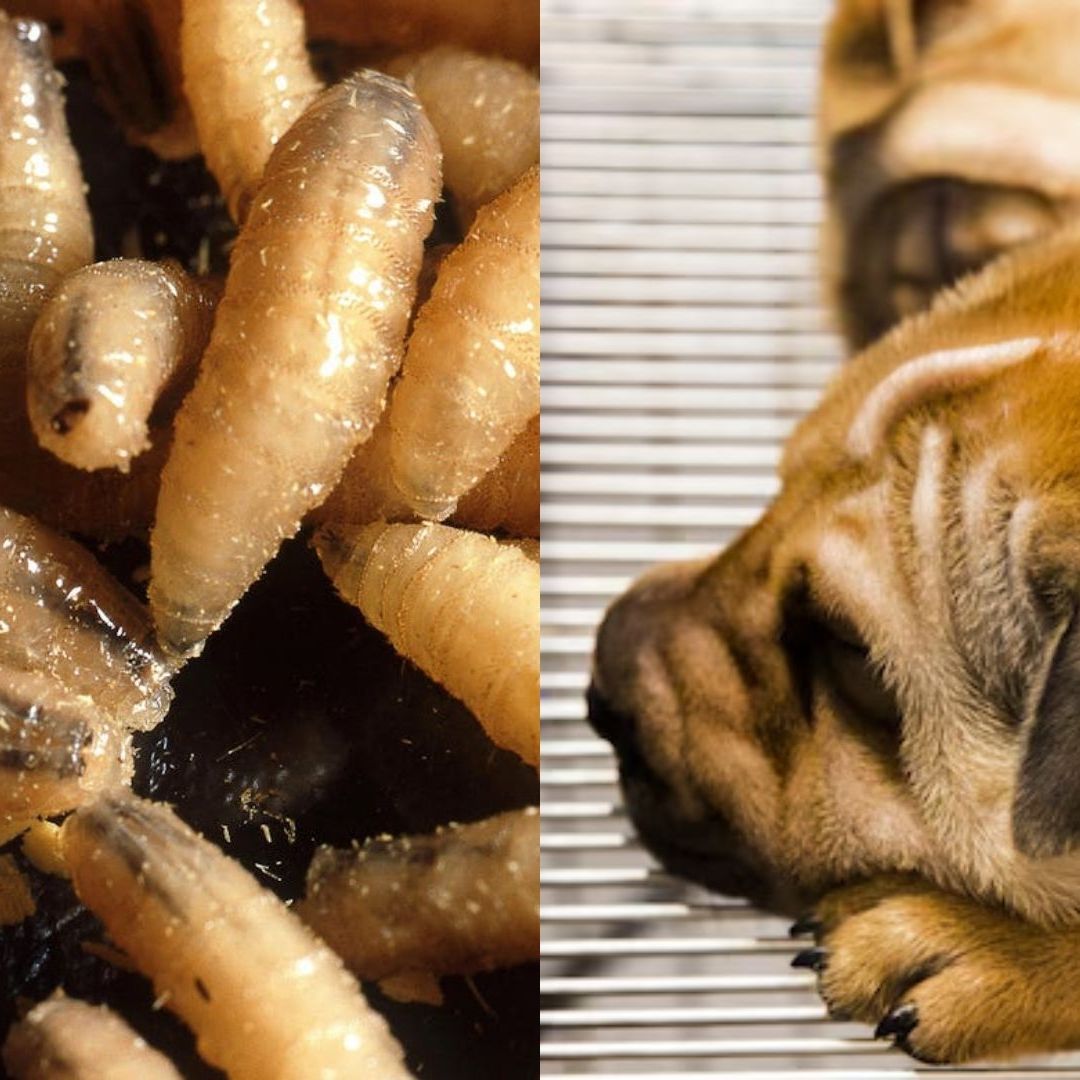 Oaxaca Detecta Primer Caso de Gusano Barrenador en un Perro