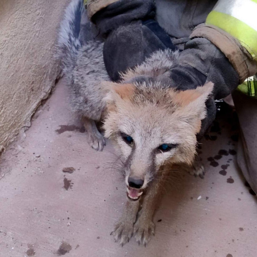 Liberan a Zorro Gris que Había Sido Rescatado por Bomberos en Ciudad Juárez