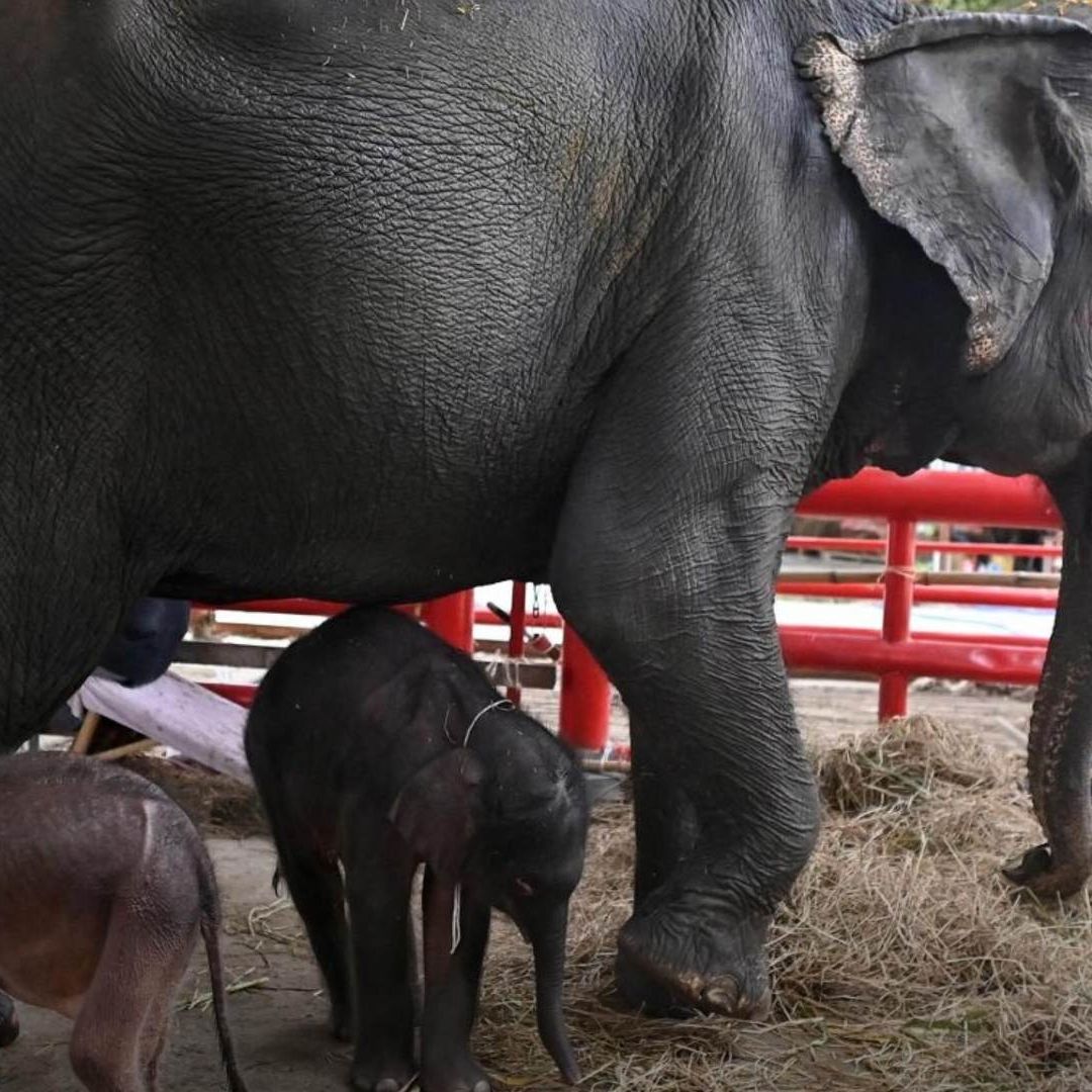Nacen Elefantes Gemelos, Hembra y Macho, en Tailandia; Fenómeno Inusual