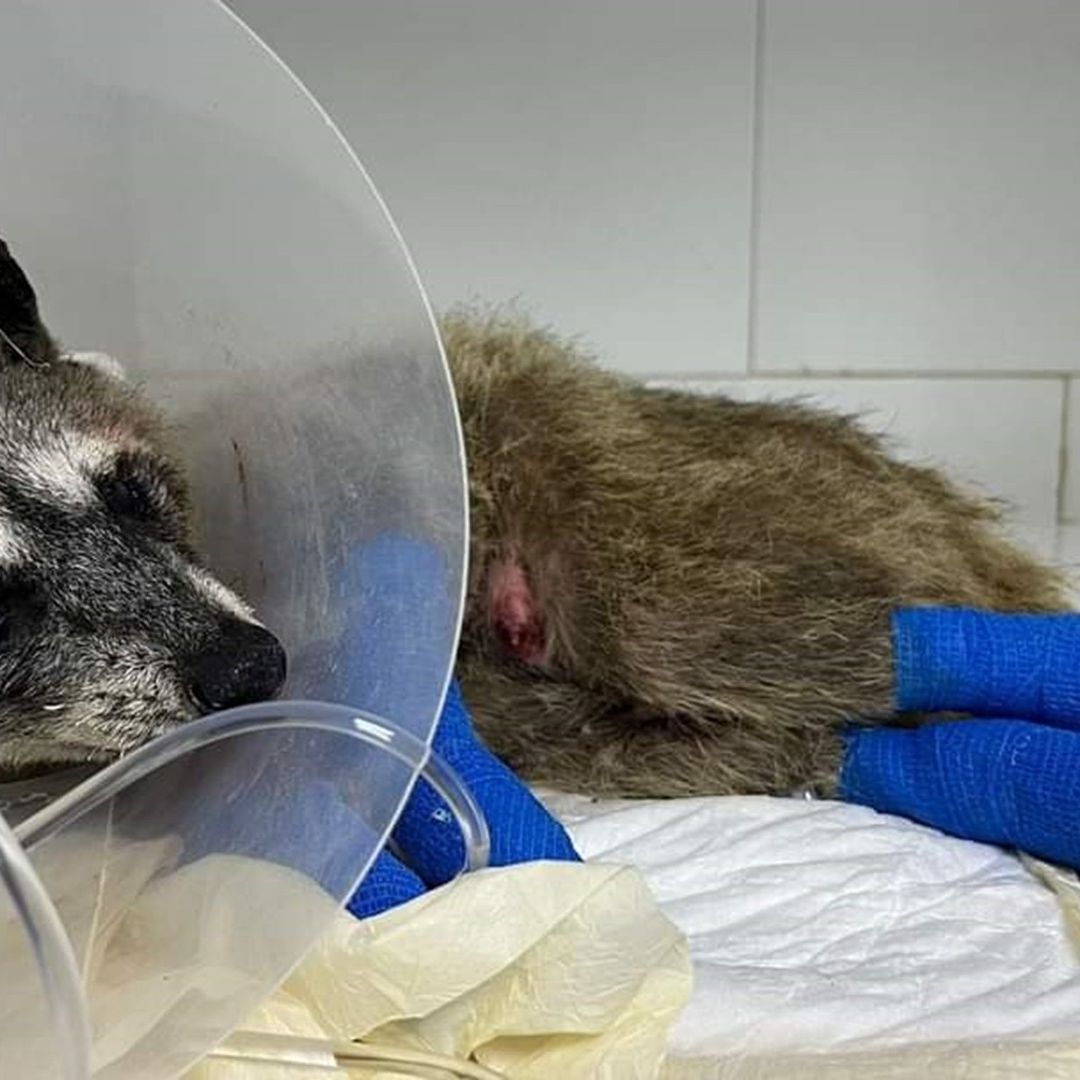 Pie de foto: La organización Earth Mission rescató a este ejemplar de mapache que se quemó las patas al caminar sobre las brasas de un incendio