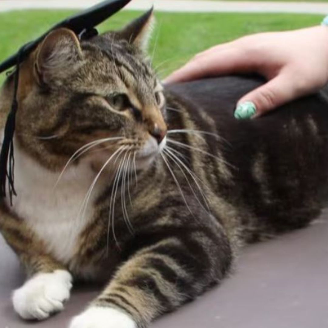 El gato Max obtiene doctorado en la Universidad de Vermont
