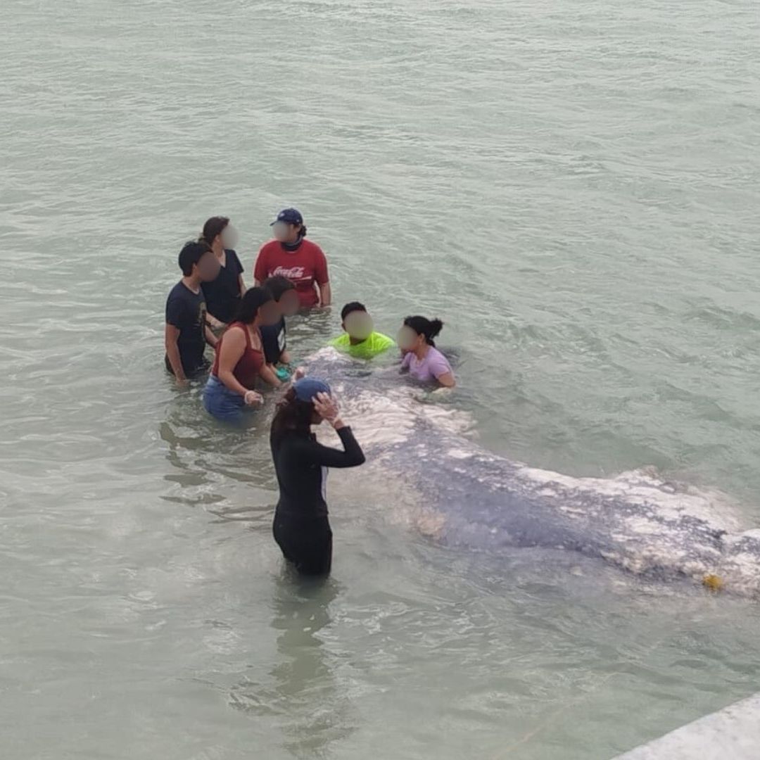 Tiburón Ballena de 15 Toneladas Recaló en la Costa de Progreso en Yucatán