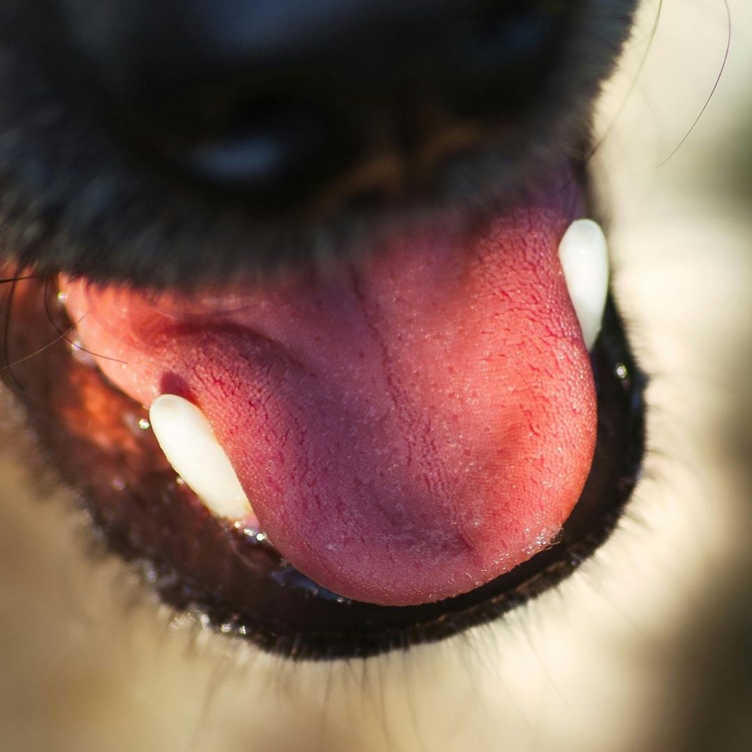 Hocico de perro