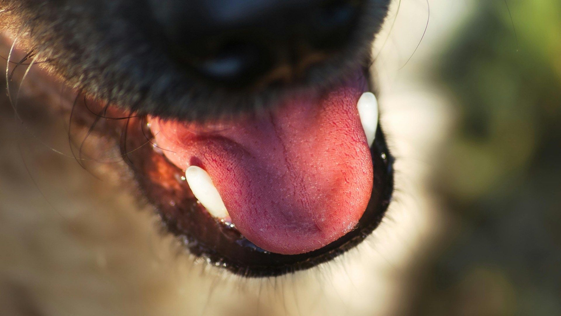 Hocico de perro