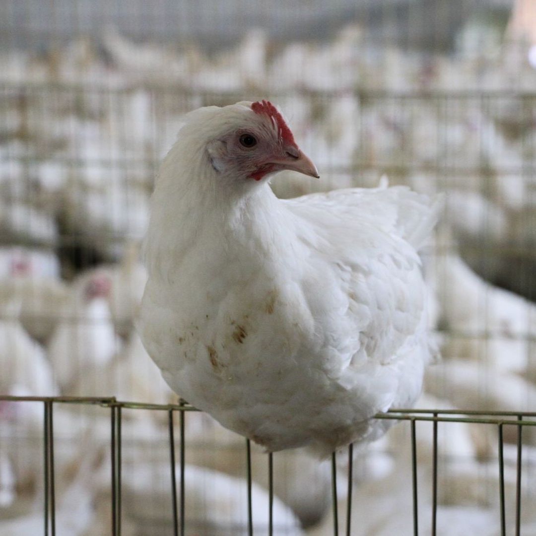 Reportan Muerte de Gallinas en Yucatán por Calor