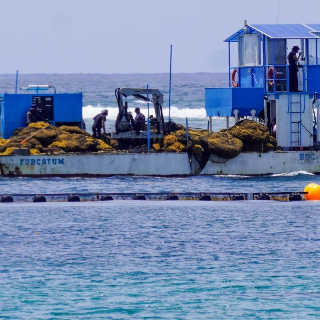 Estrategia contra el sargazo en Quintana Roo