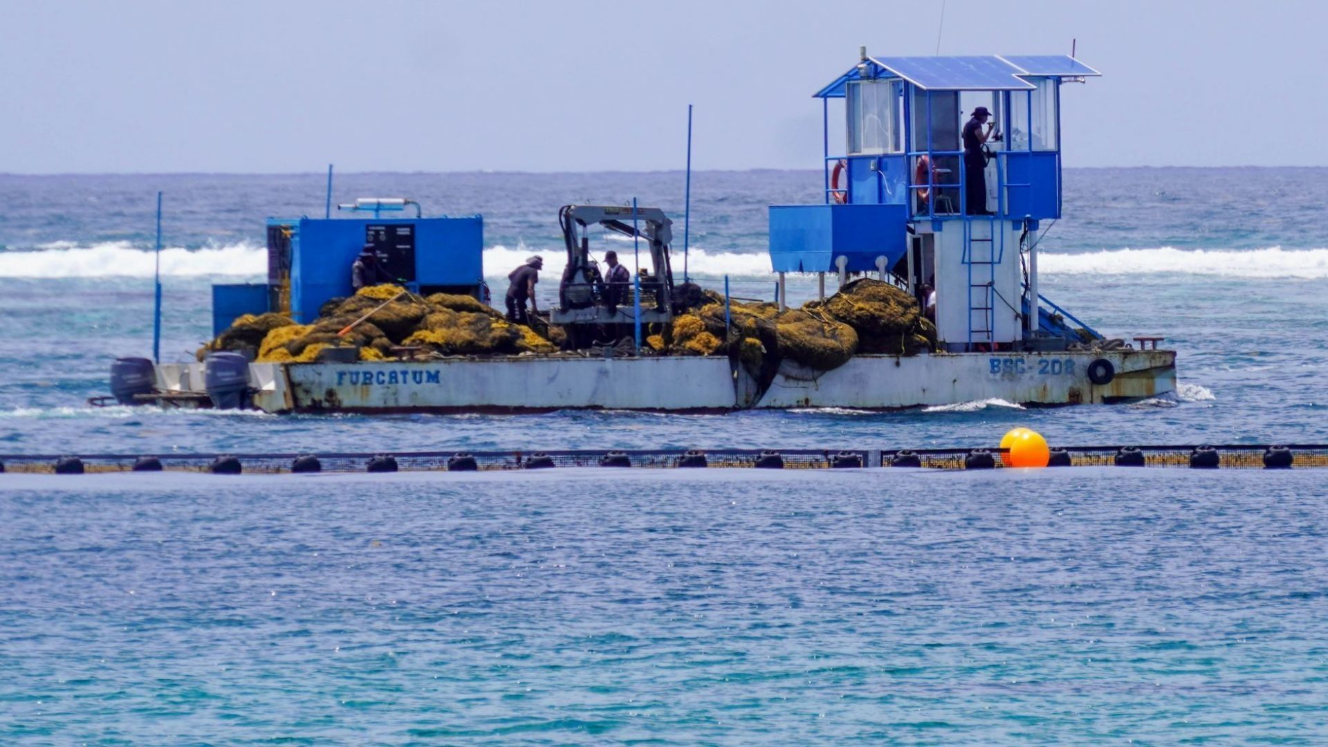 Estrategia contra el sargazo en Quintana Roo