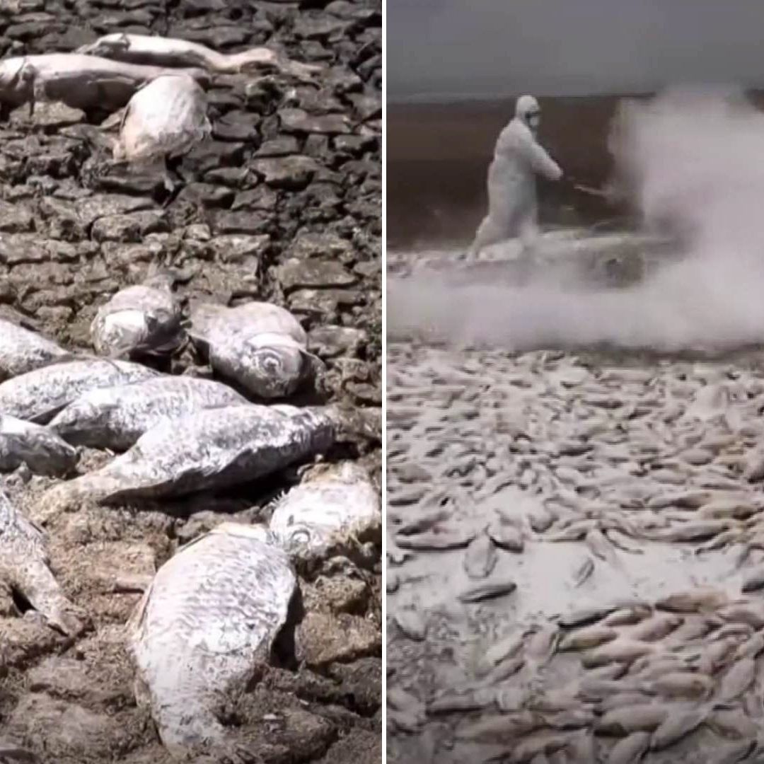 Temen que Muerte de Miles de Peces en Laguna de Bustillos Afecte Salud de Habitantes