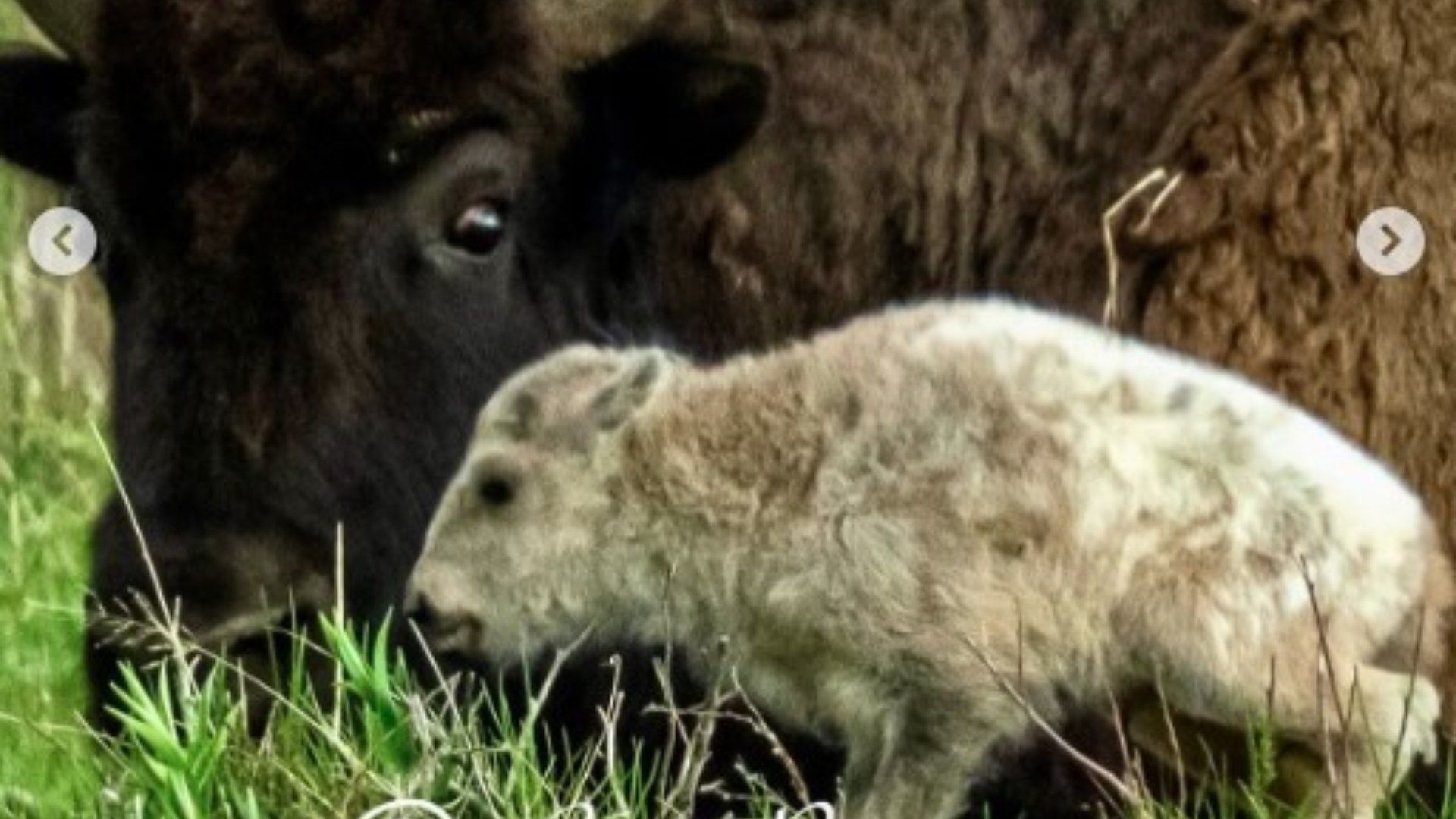 La cría de color blanco pudo ser resultado de la cruza de un bisonte y una vaca doméstica. Foto dancing_aspens_photo