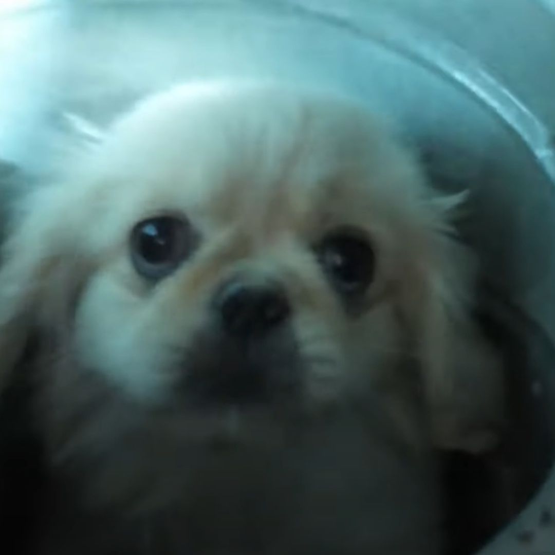 Rescatan a Perrito que Cayó en Respiradero