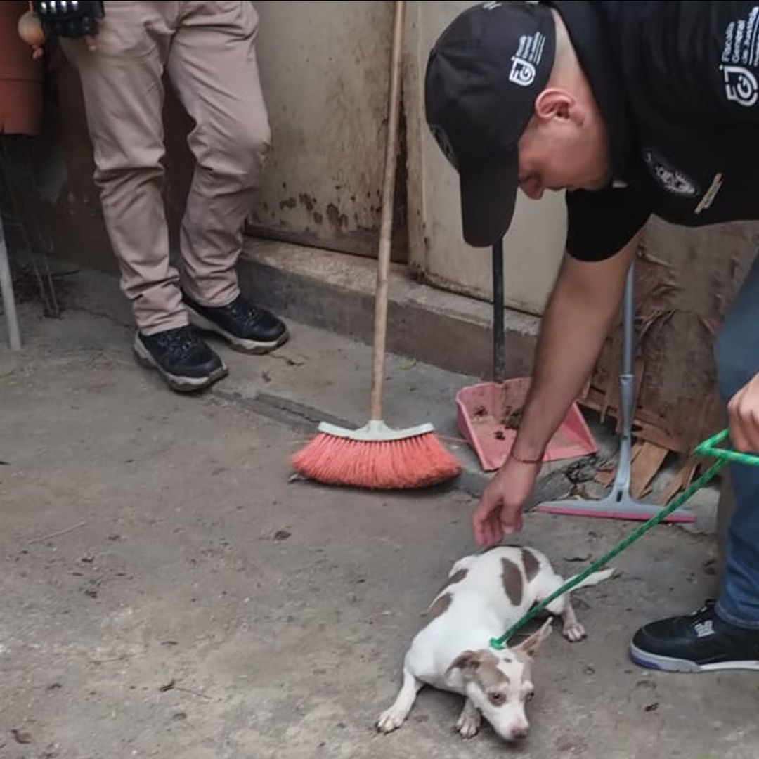 La Fiscalía de la Ciudad de México hizo un convenio con la alcaldía de Tlalpan para atender rápidamente a animales maltratados