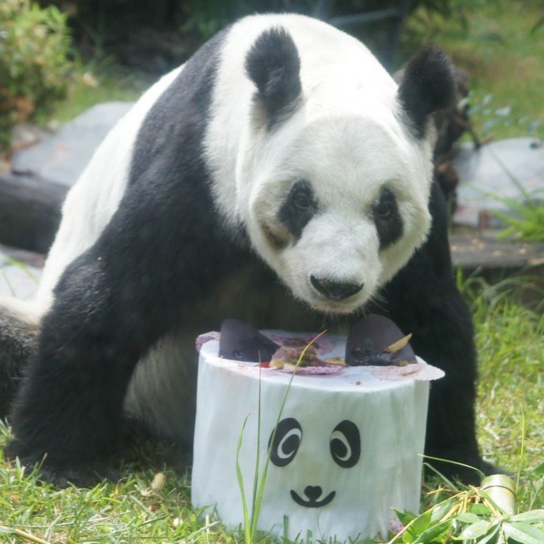Panda ‘Xin Xin’ Celebrará su Cumpleaños 35 y Así Será su Mega Fiesta en Chapultepec, CDMX
