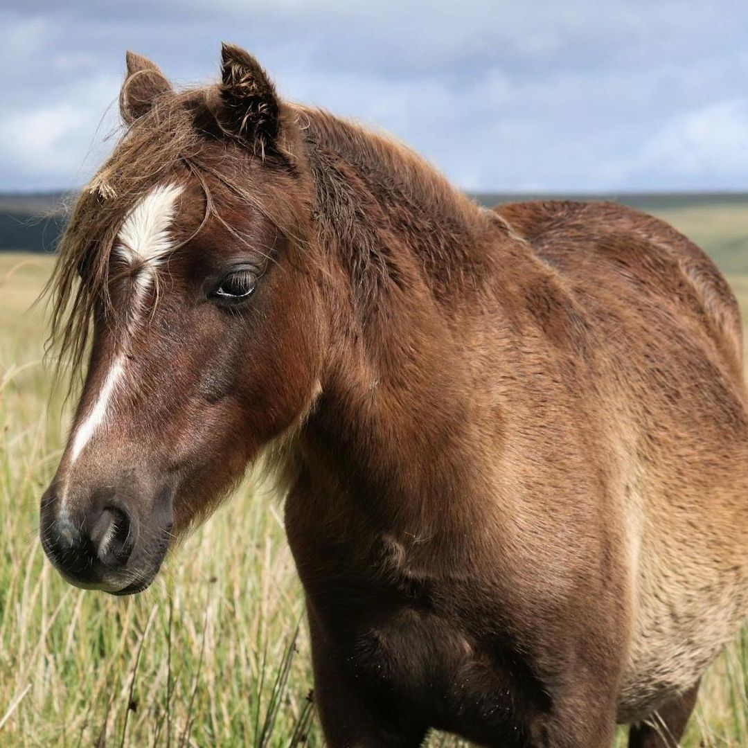 Caballos fueron domesticados dos veces, según estudio