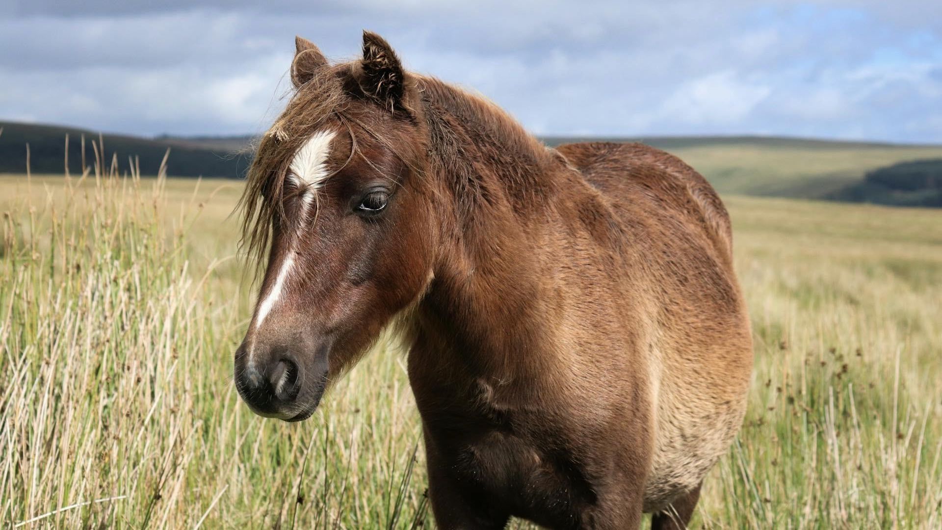 Caballos fueron domesticados dos veces, según estudio