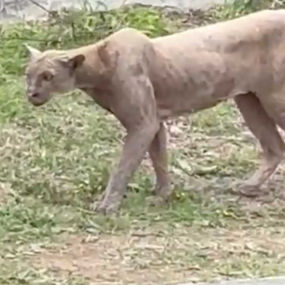 Reportan Avistamiento de Puma en la colonia Sierra Alta, Monterrey