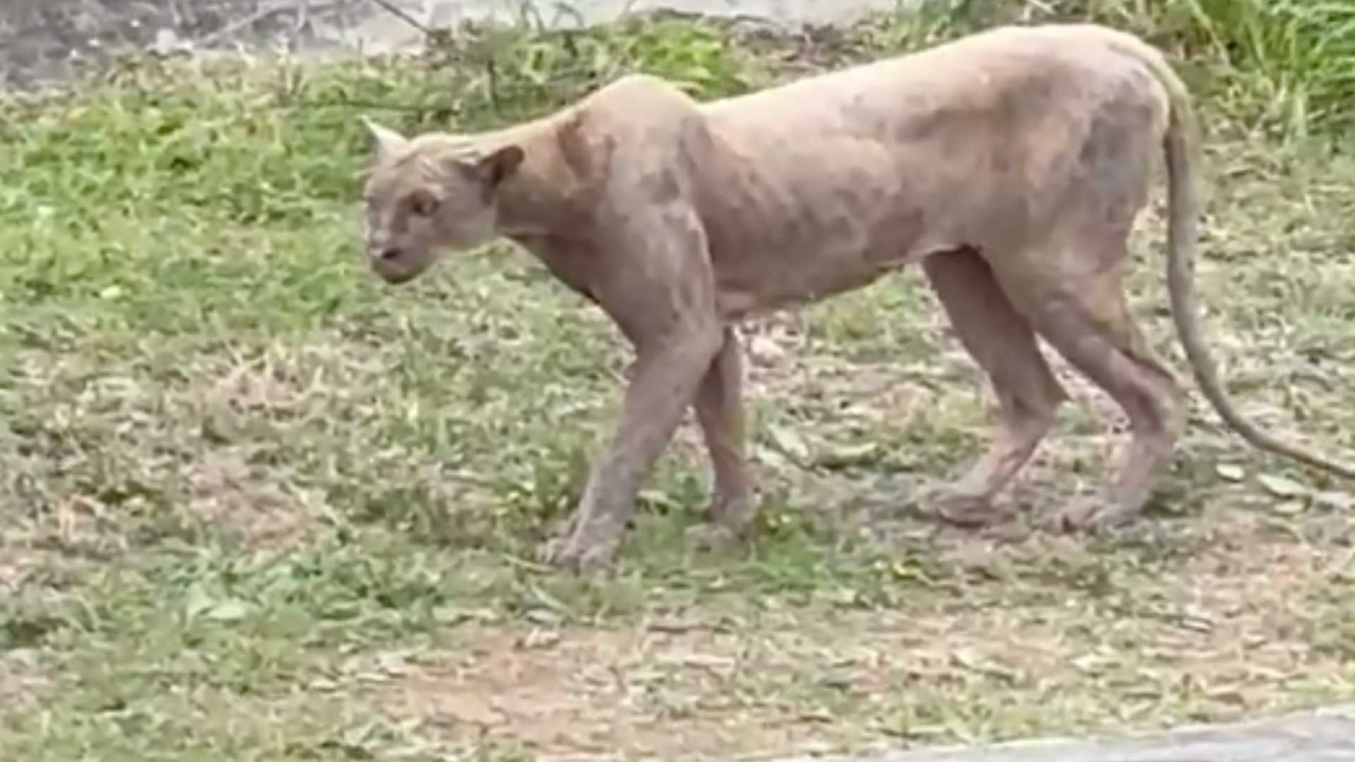 Reportan Avistamiento de Puma en la colonia Sierra Alta, Monterrey