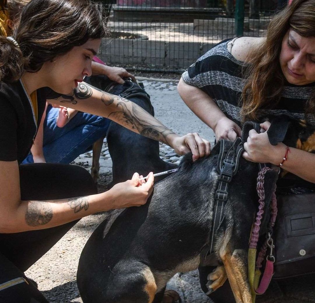 Casi 300 Mil Perros y Gatos ya Están en el RUAC de la CDMX; Así Puedes Registrar a tu Mascota
