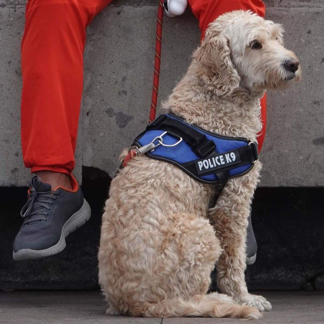 Conoce si hay fecha límite para el registro de mascotas en CDMX