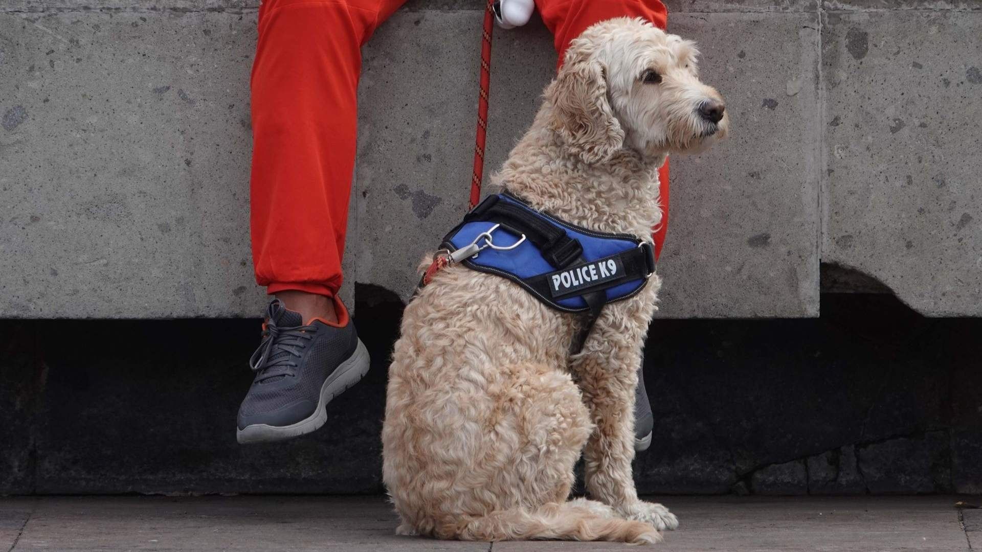 Conoce si hay fecha límite para el registro de mascotas en CDMX
