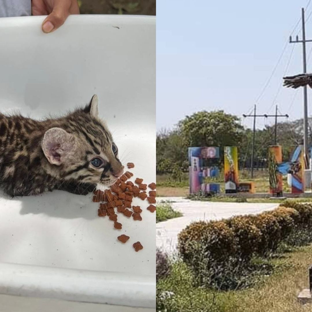 Rescatan a Cachorro de Ocelote en Medio de Maleza y Agua de Lluvia Las Carboneras, en El Higo, Veracruz