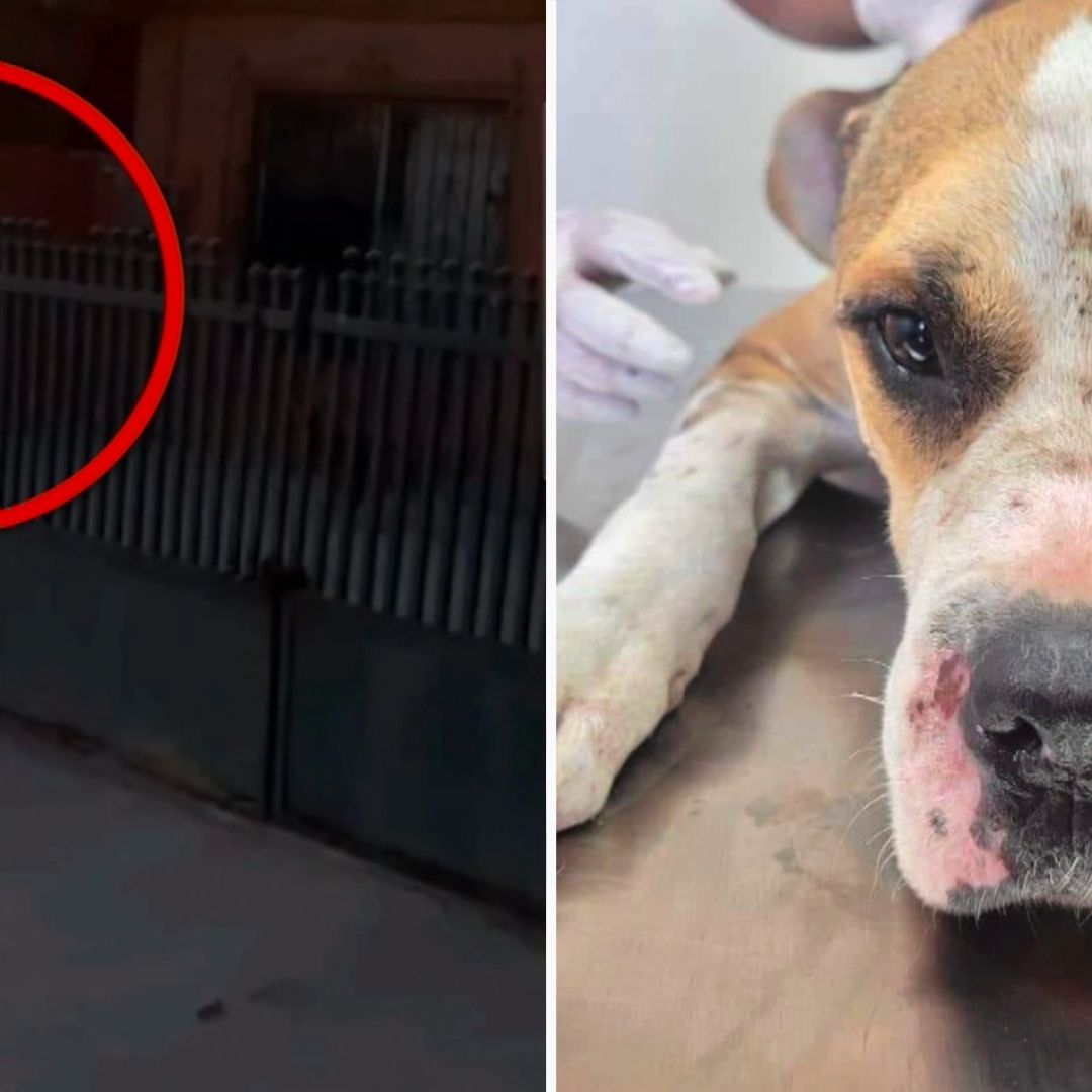 Denuncia Destapa Caso de Crueldad Animal: Rescatan a Cachorro y Encuentran Restos de Dos Más