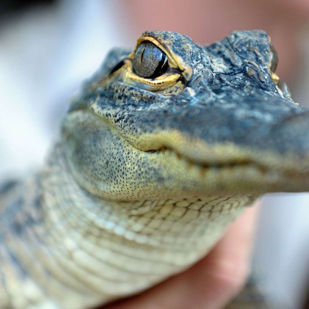 Ciudadano Encuentra y Rescata a Cocodrilo Pequeño Ilegal en Chihuahua