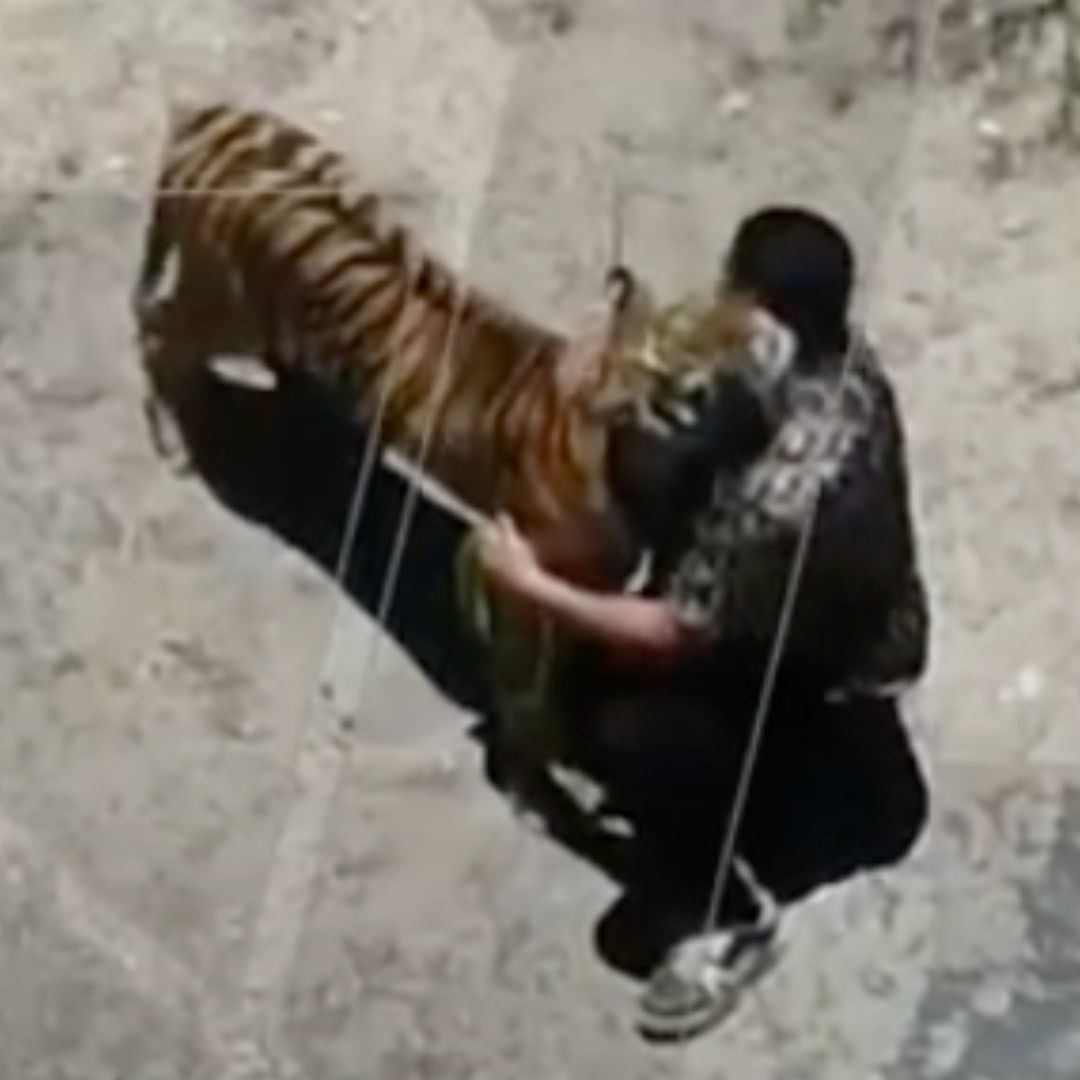 Dueño localiza a tigre