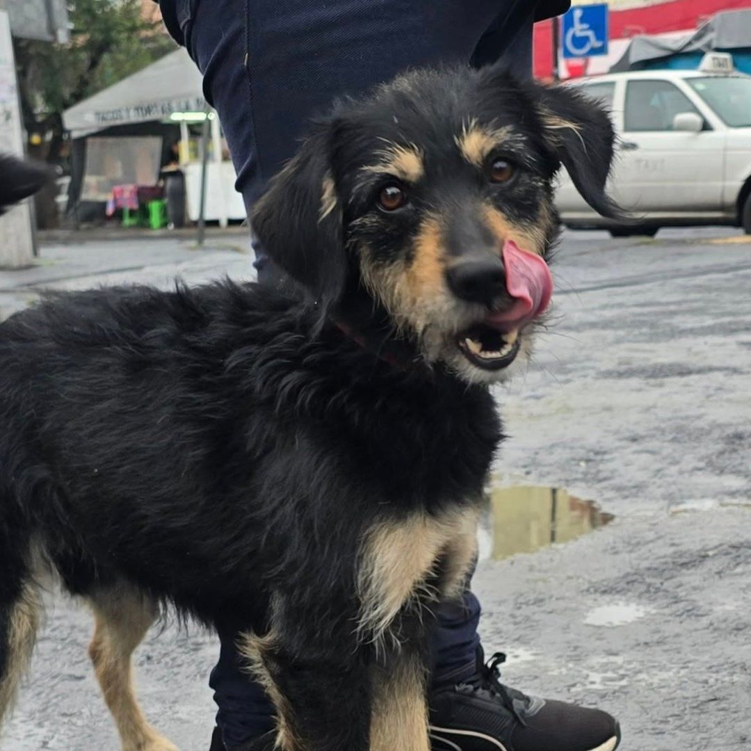 Video | Adoptan a Blacky, Perrito al Que le Robaron su Cobija en Iztapalapa