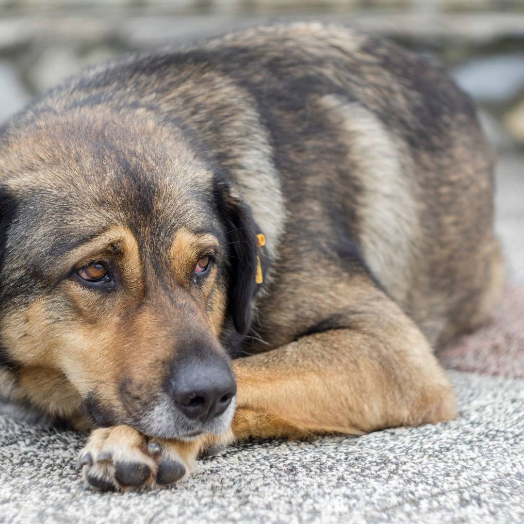 Encuentran a Perros Comiéndose el Cadáver de su Dueño en Ciudad Juárez