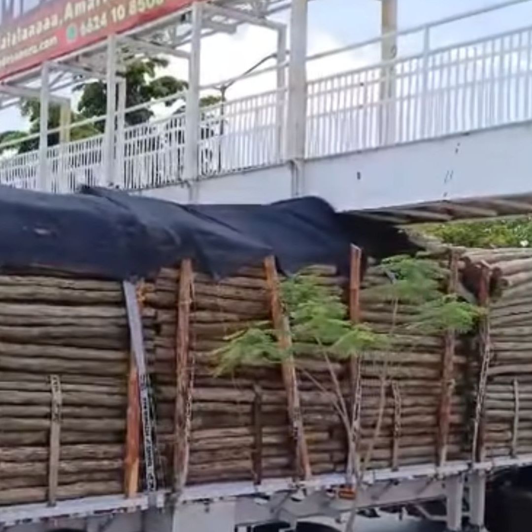 Tráiler se Quedó Atorado en Puente Peatonal en Luis Encinas y De Las Américas en Hermosillo