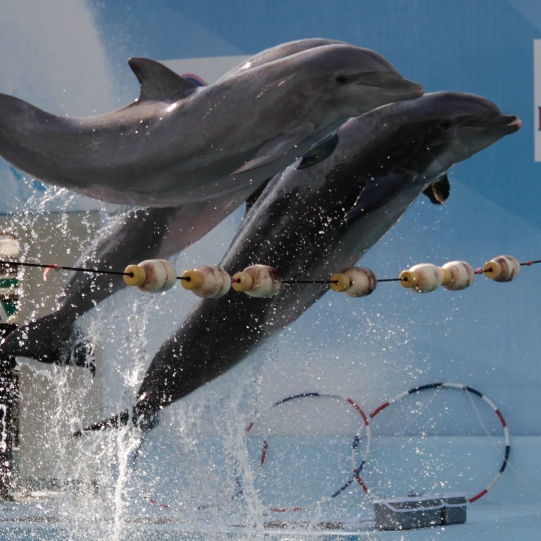 Show de delfines en la Feria de Chapultepec