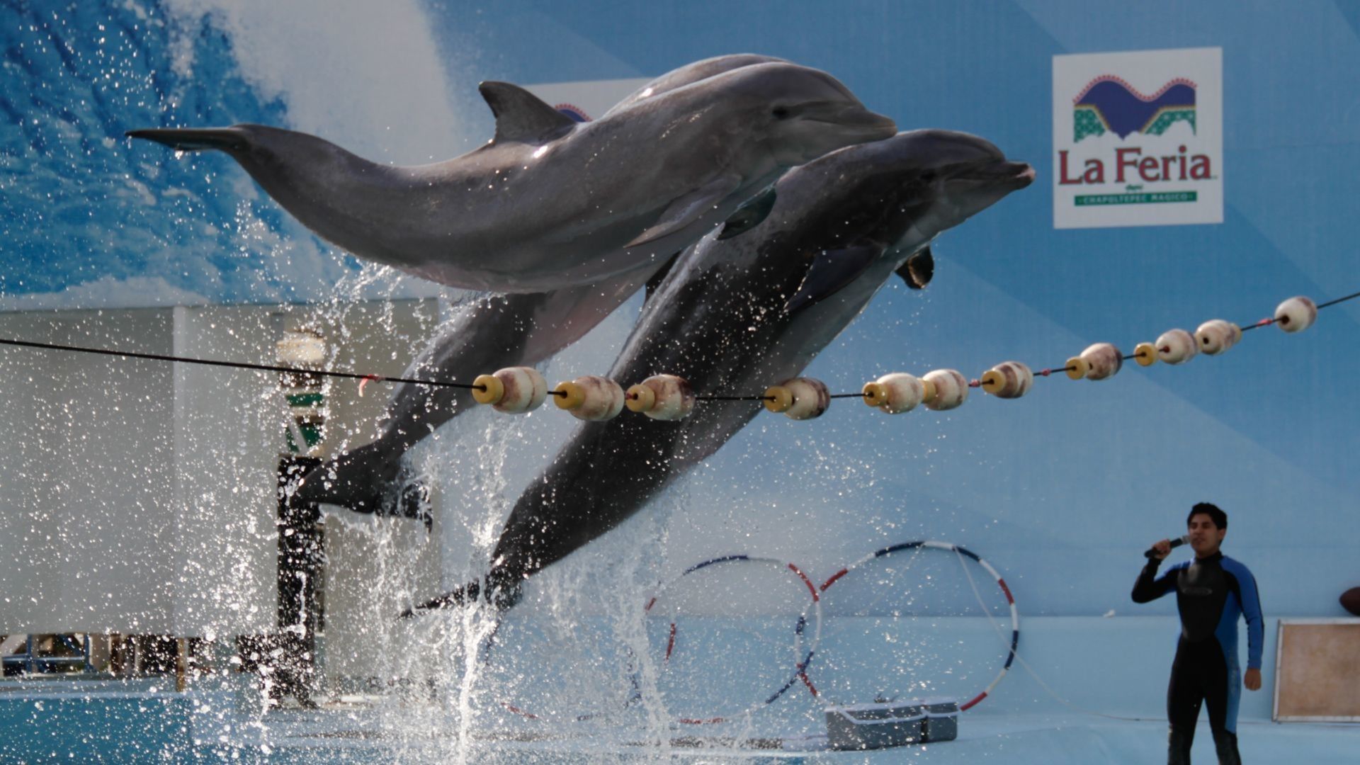 Show de delfines en la Feria de Chapultepec
