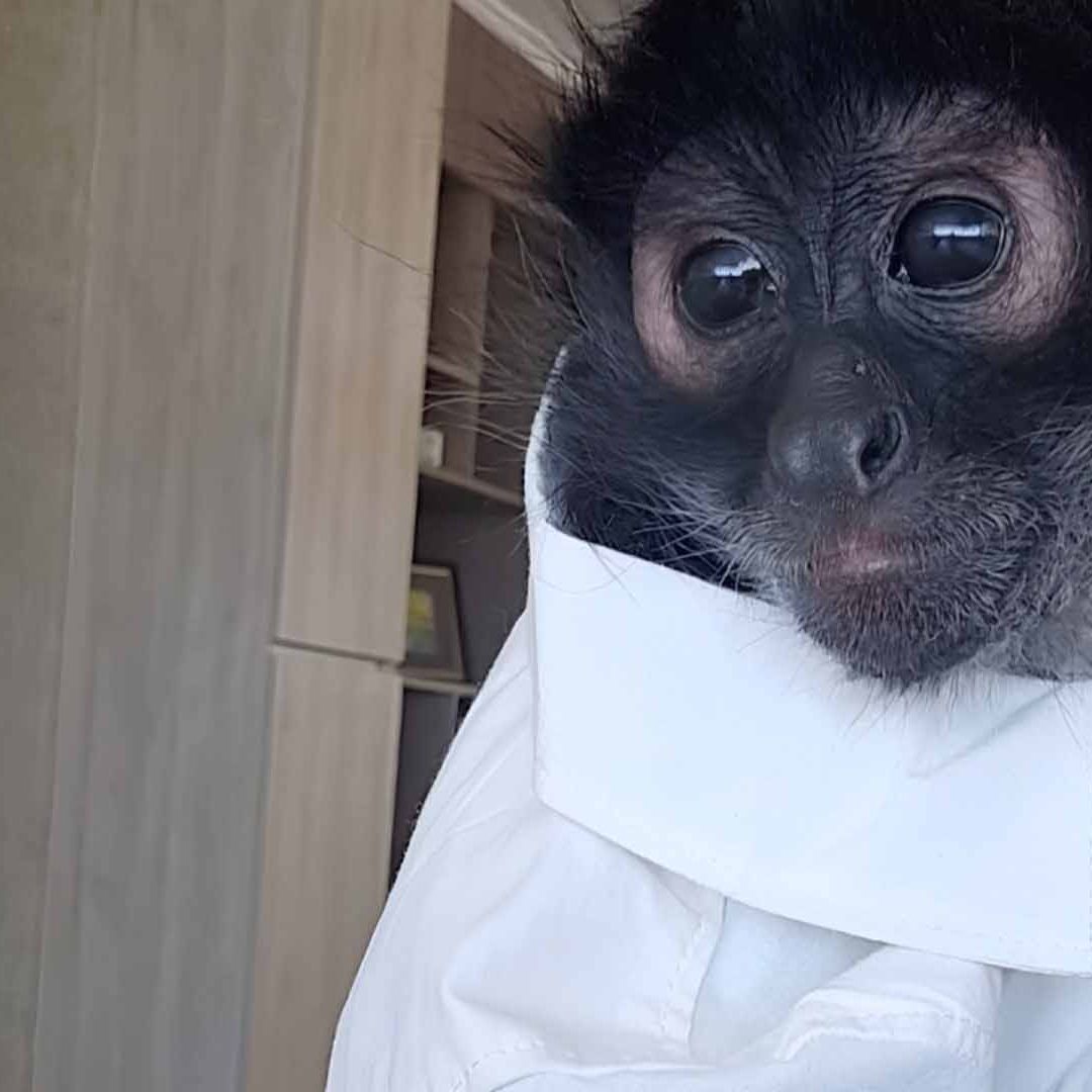 Mono Araña Escapa de Área de Cuarentena en Lerdo; Piden Ayuda para Encontrarlo
